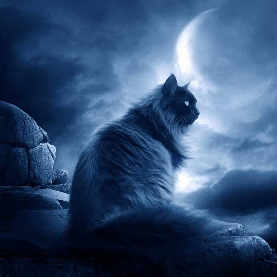 Мистический кот