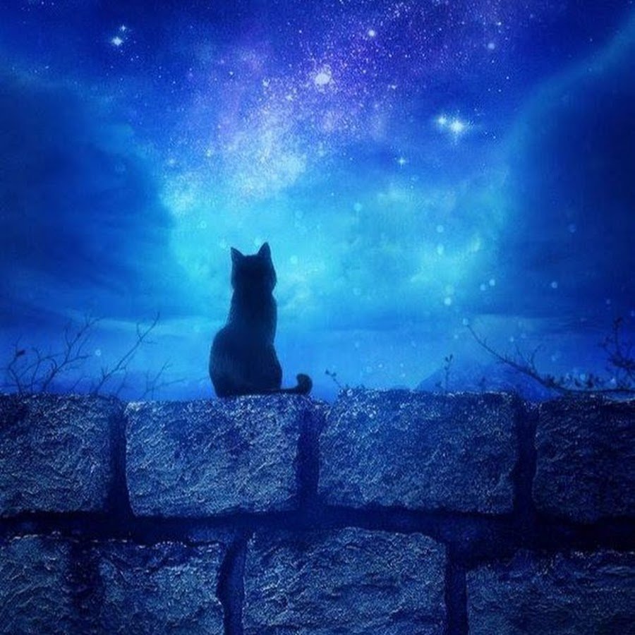 Одинокий котенок