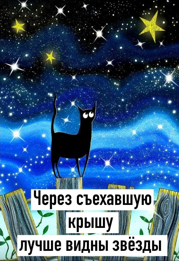 Ночь звезды кот