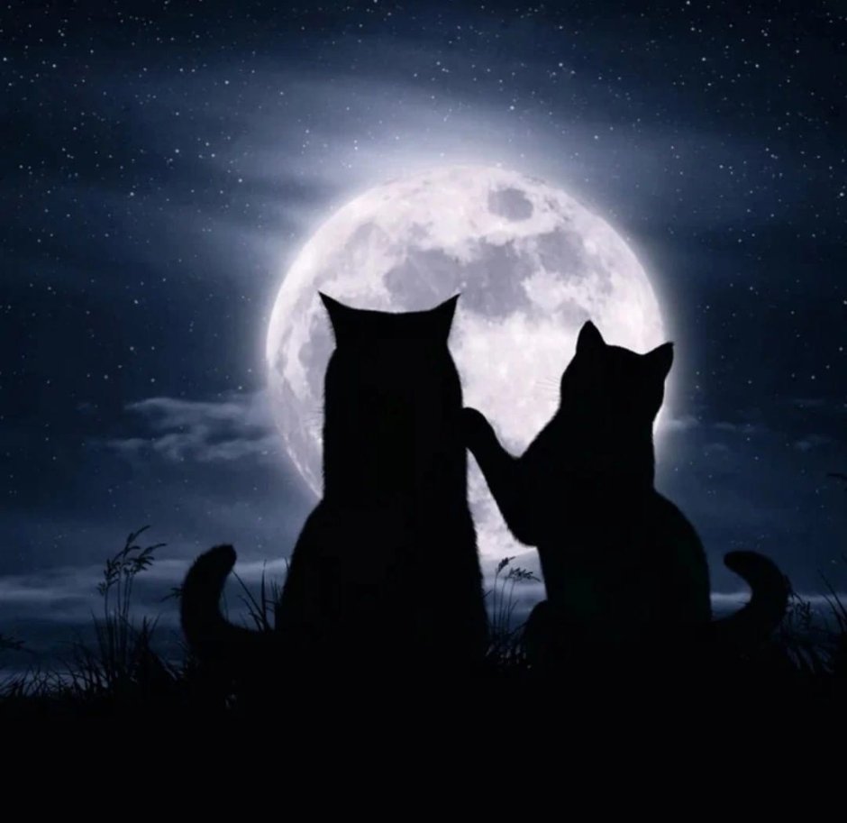 Кошка Луна