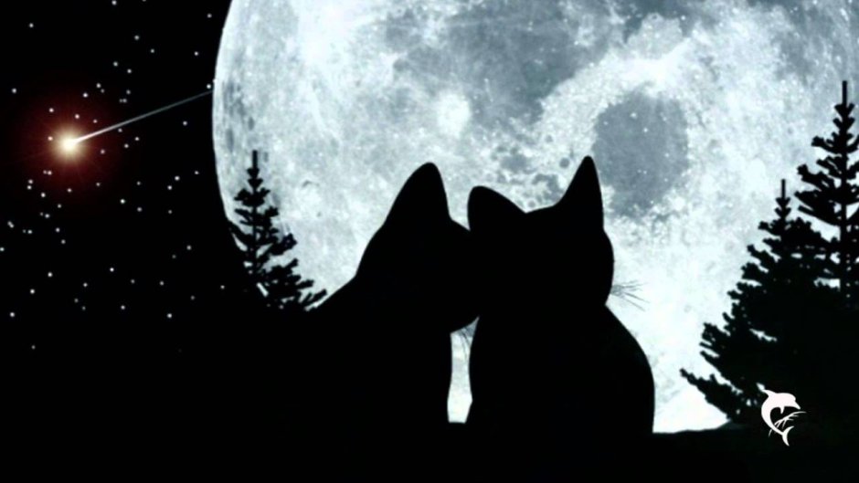 Котята под луной