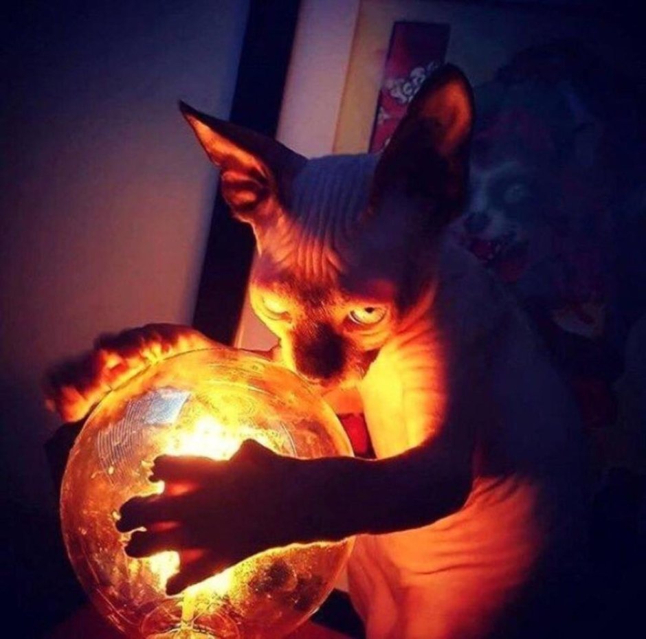 Кот и лампочка