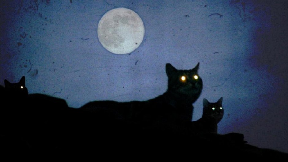 Ночь Луна кот