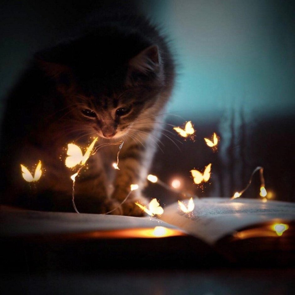 Котик светится