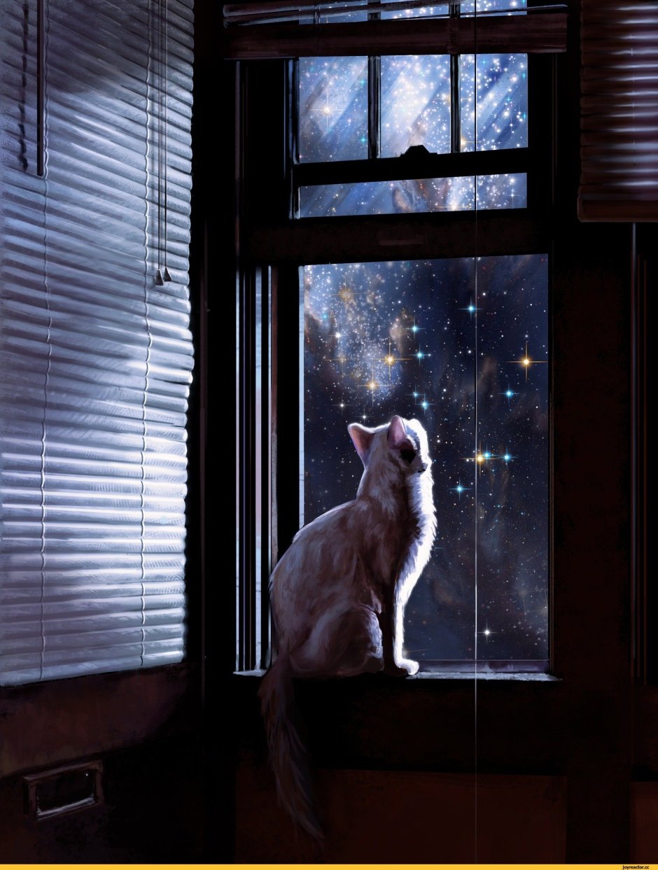 Кошка на окне