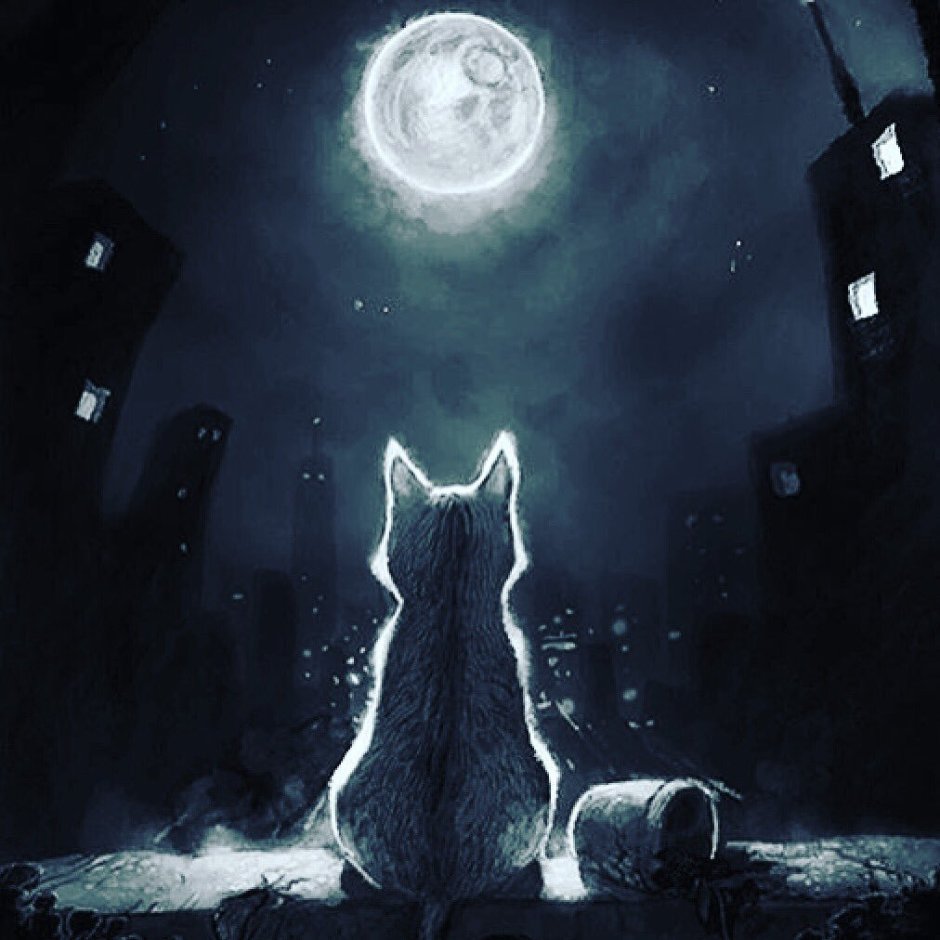 Кот одиночка