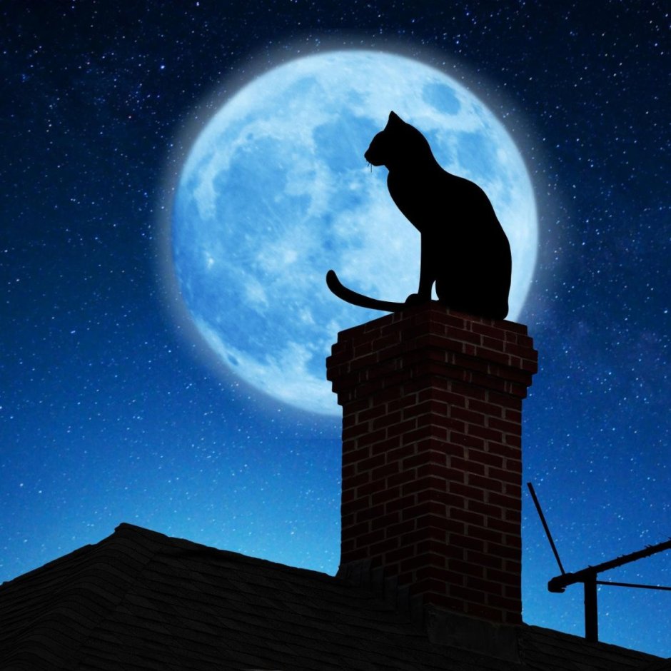 "Лунный кот"