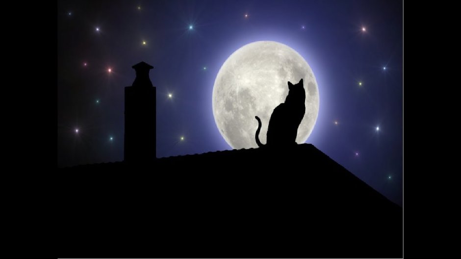 Кот на крыше ночью