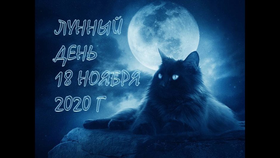 "Лунный кот"