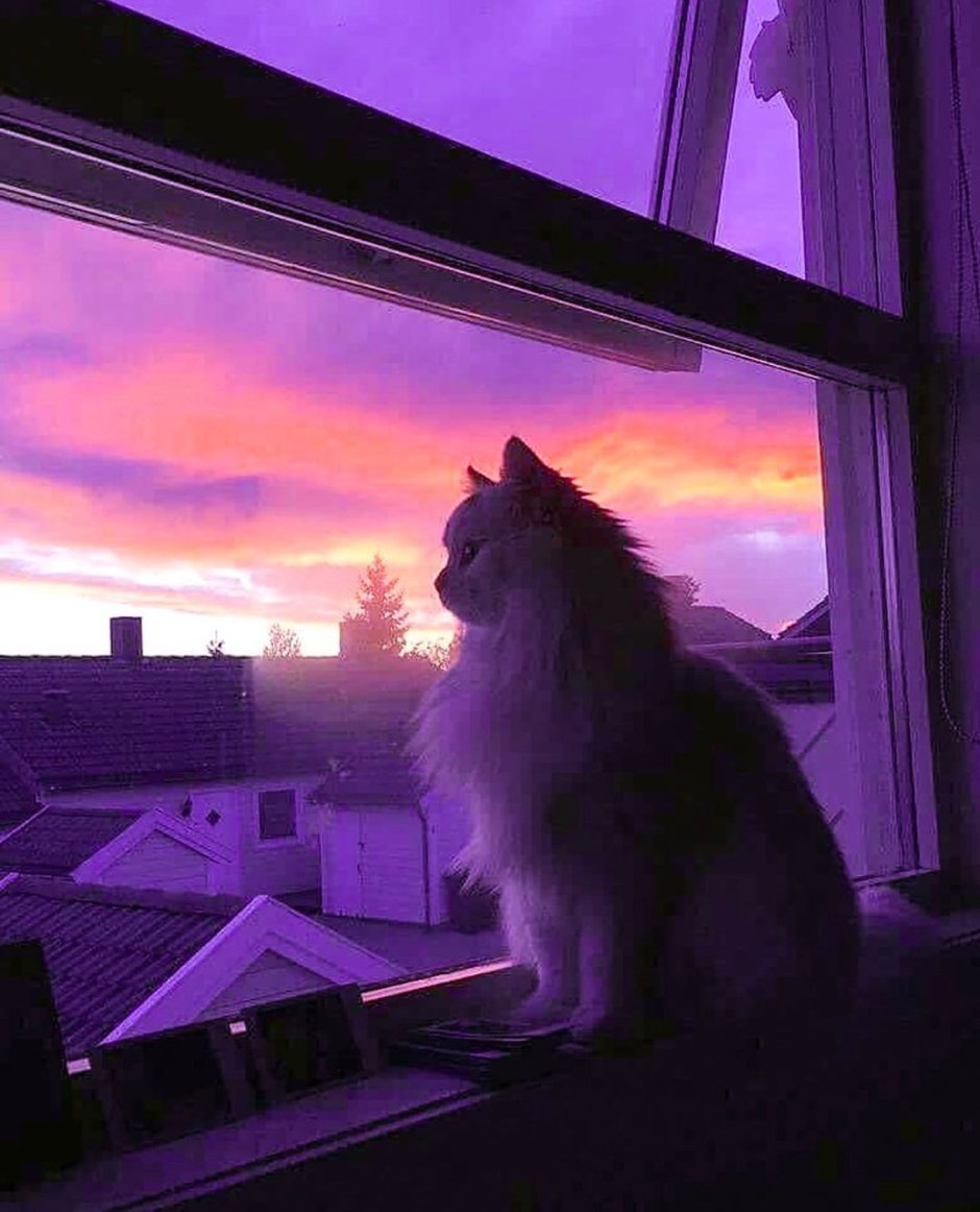 Кошка на подоконнике