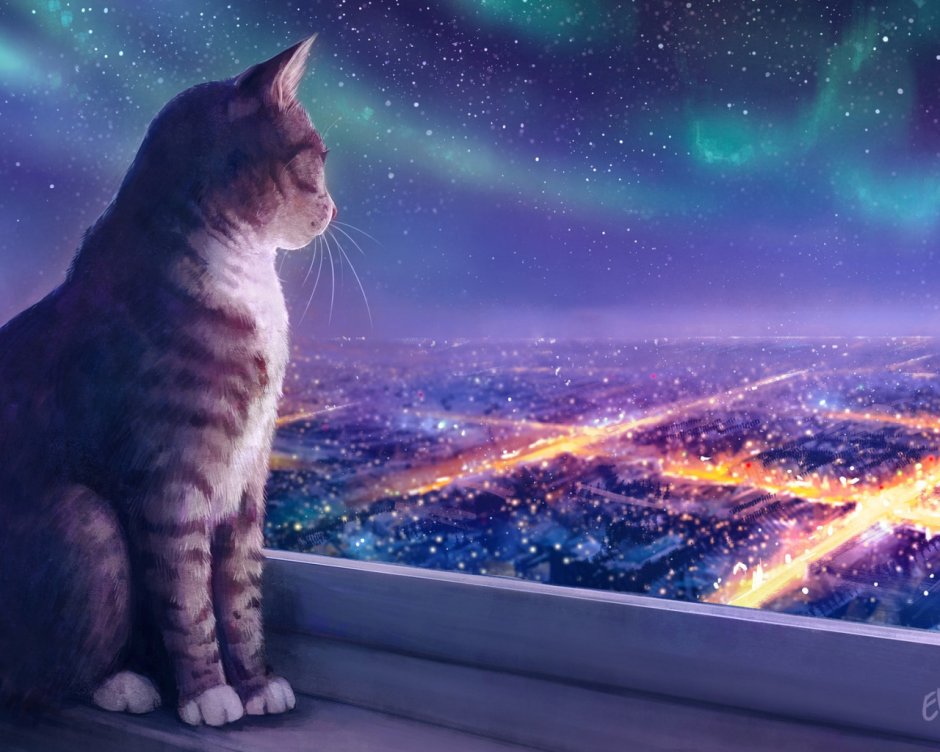Кот и звездное небо