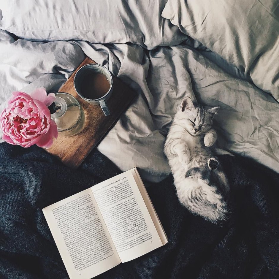 Коты и книги Эстетика