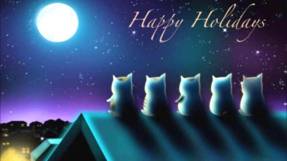 Кот смотрит на звезды