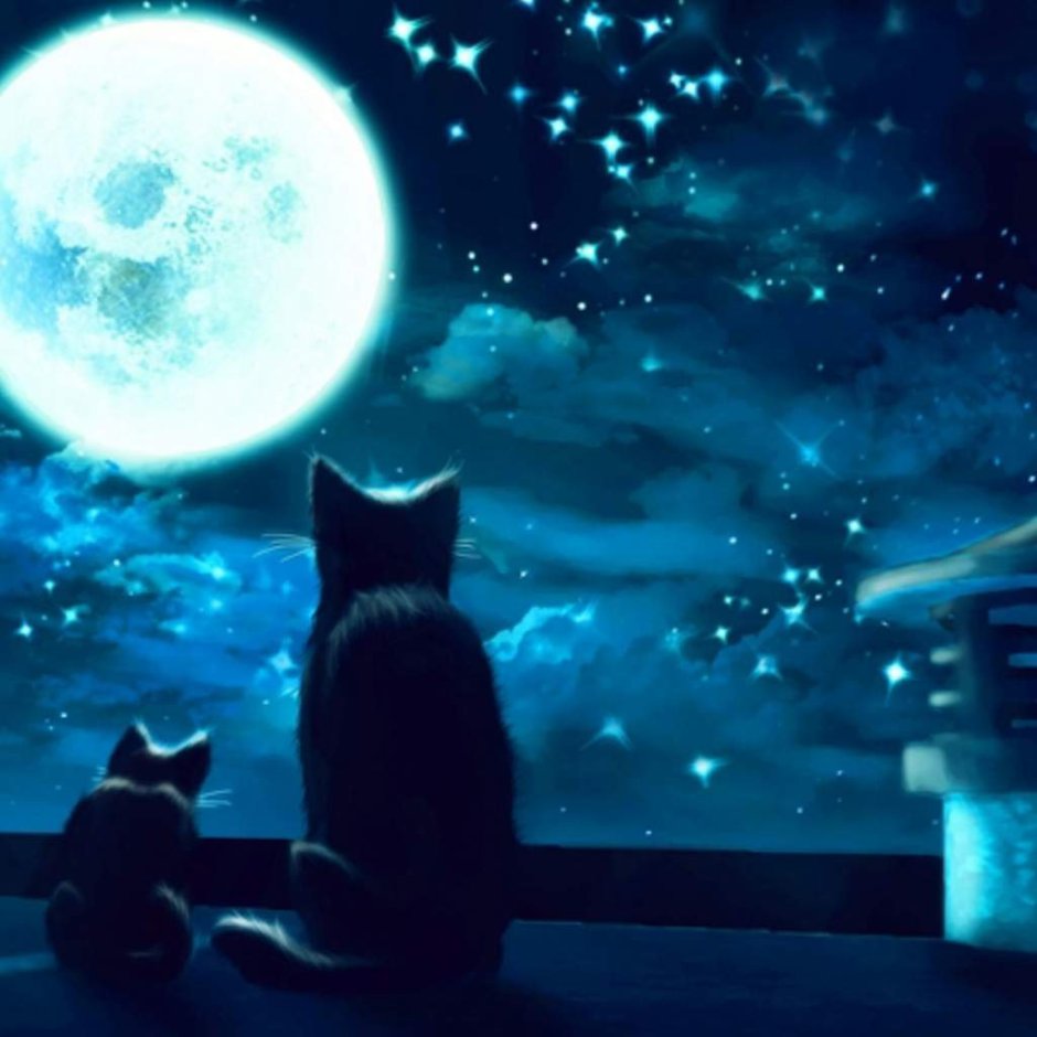 Ночь Луна кот