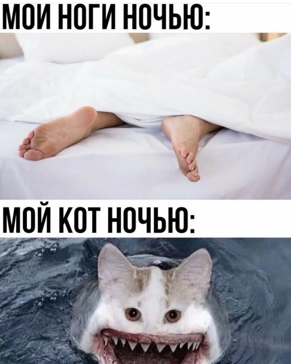 Ночной кот