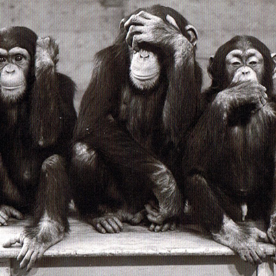 Стадо обезьян