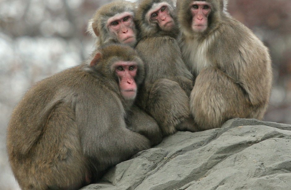 Четверо обезьян