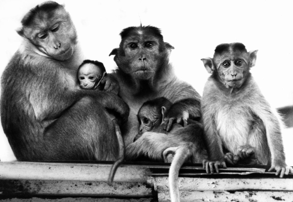 Семья обезьян