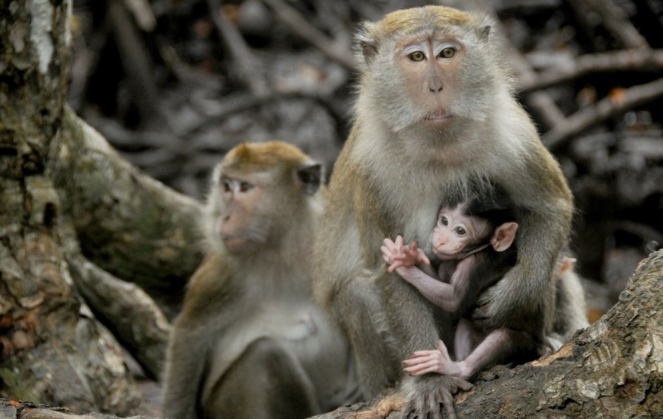 Пятеро обезьяны