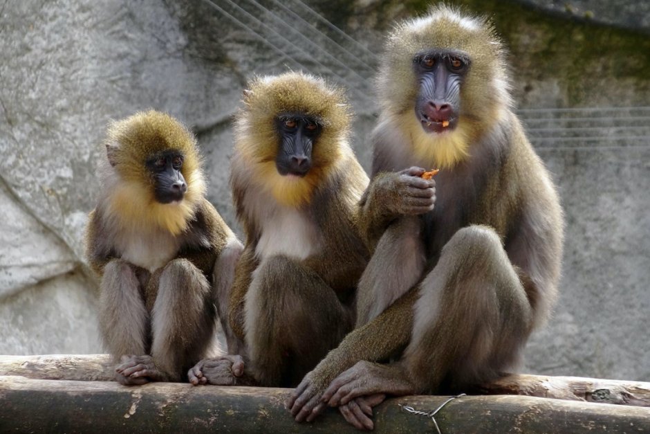 Московский зоопарк приматы