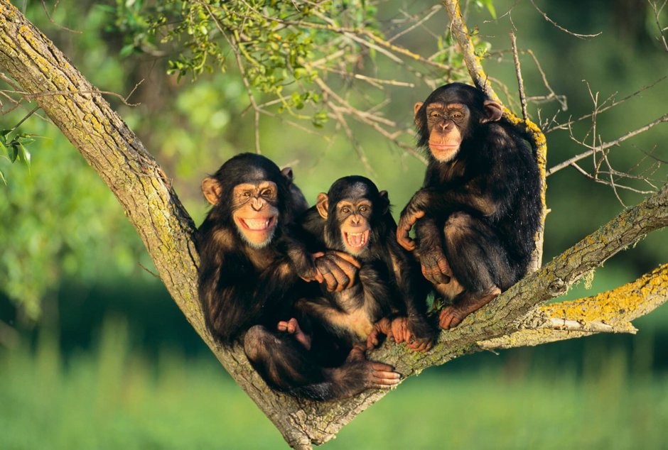 Стая обезьян