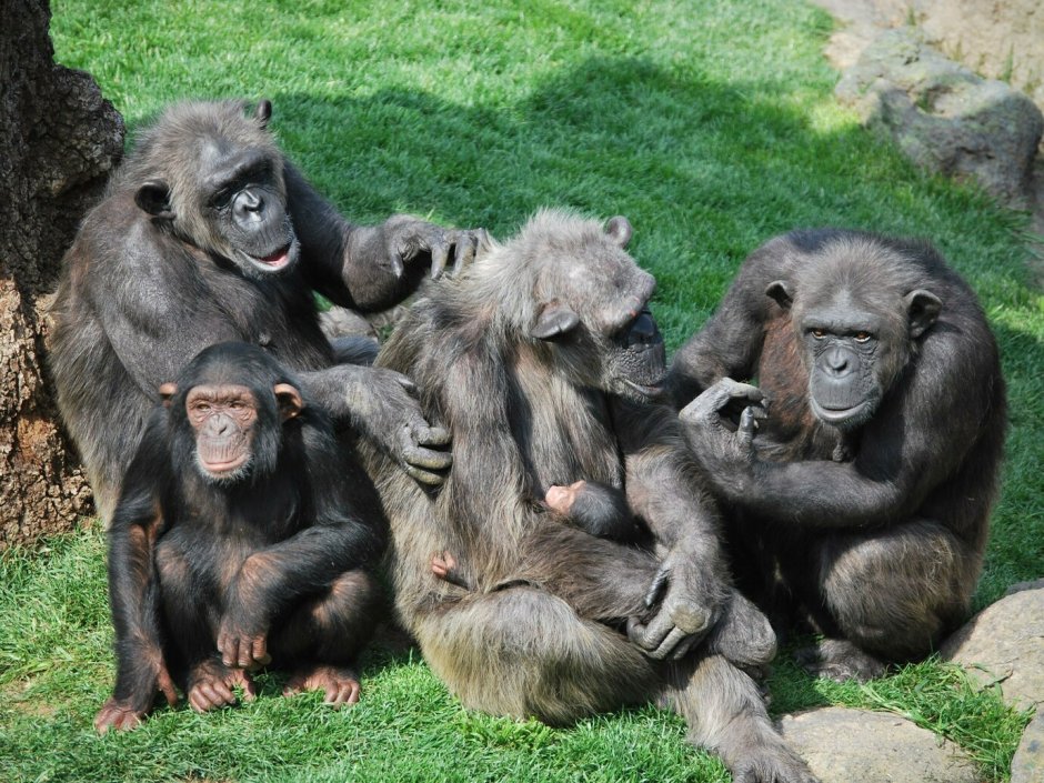 Картина Gangster Monkey