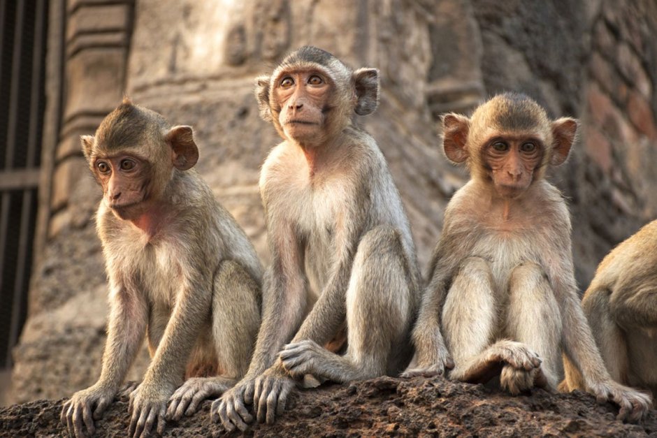 Стая мартышек