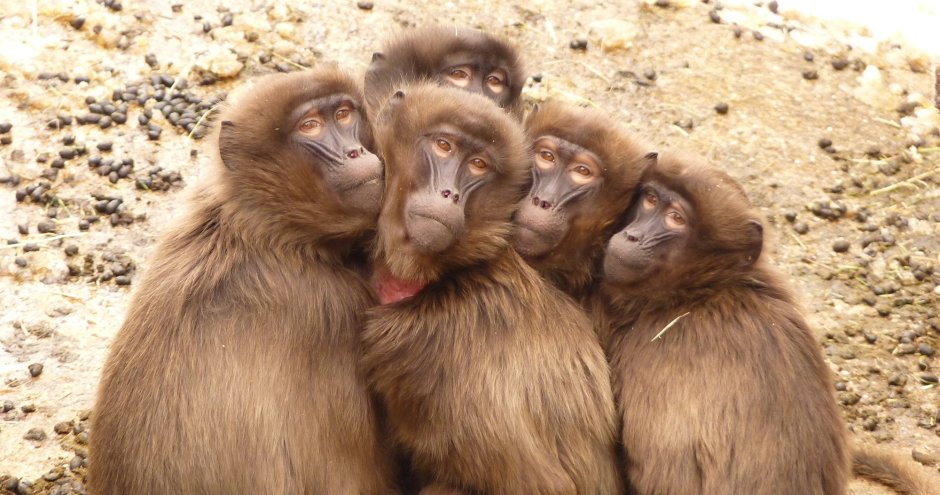 Три обезьянки