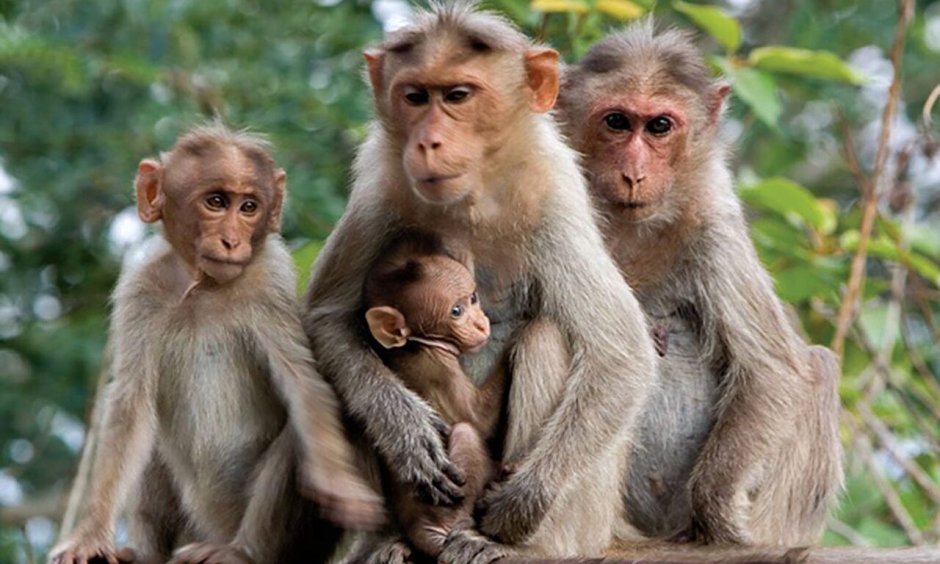 Семья макак