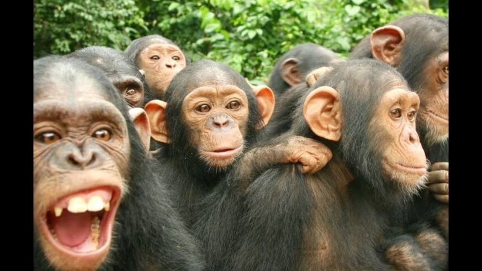 Толпа мартышек