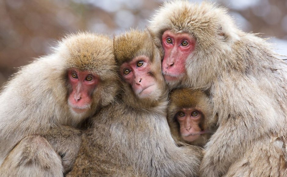 Семья шимпанзе