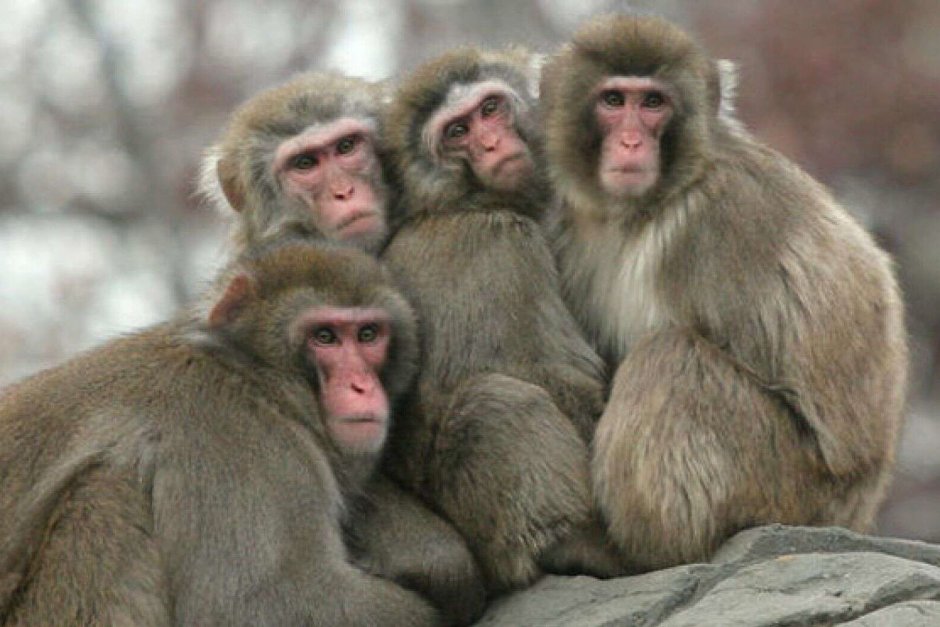 Образ жизни приматов