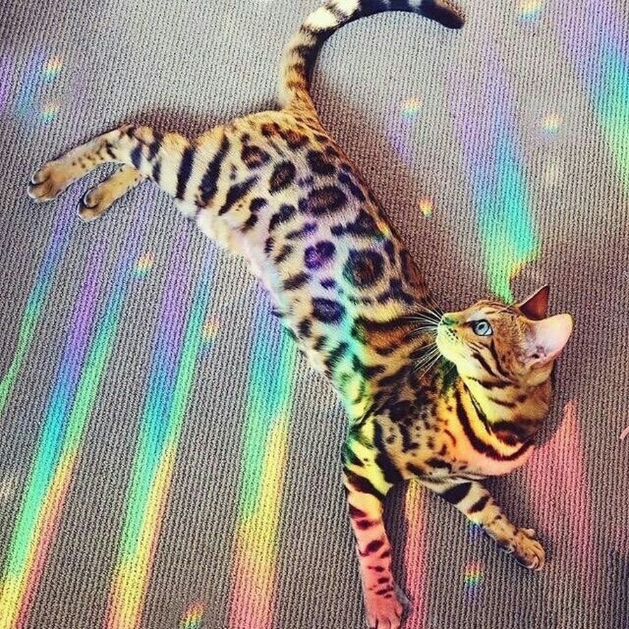 Амурский тигр белый Тигрёнок