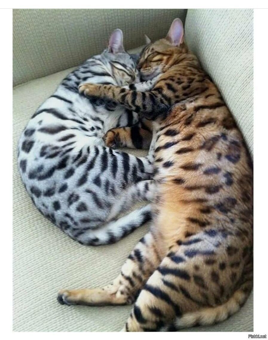 Бенгал Барс Бенгальская порода кошки