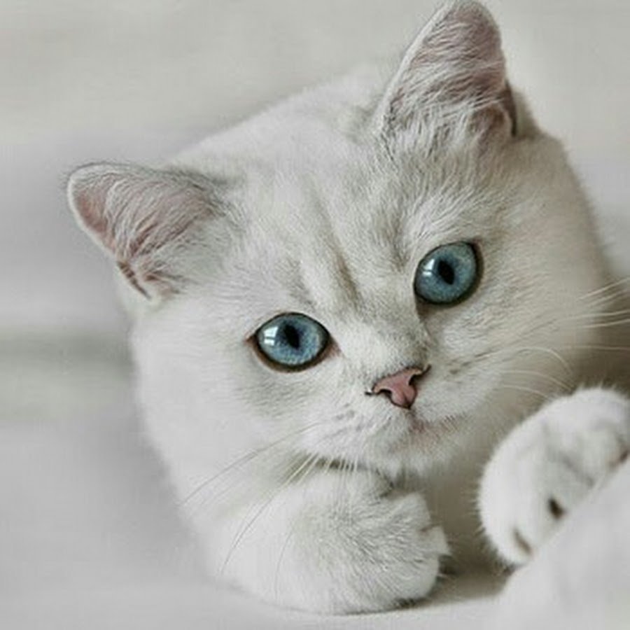 Голубоглазые Дикие кошки