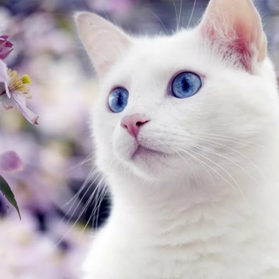 Бенгальская кошка 5g