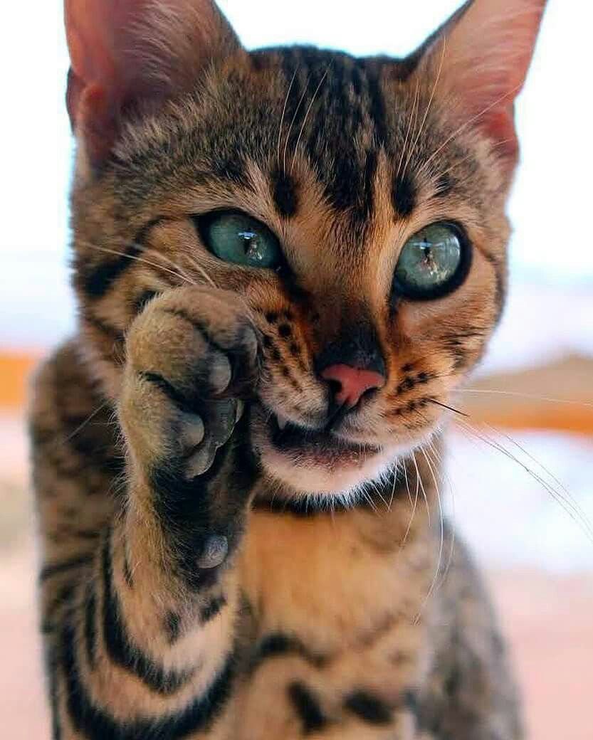 Очень красивые кошки