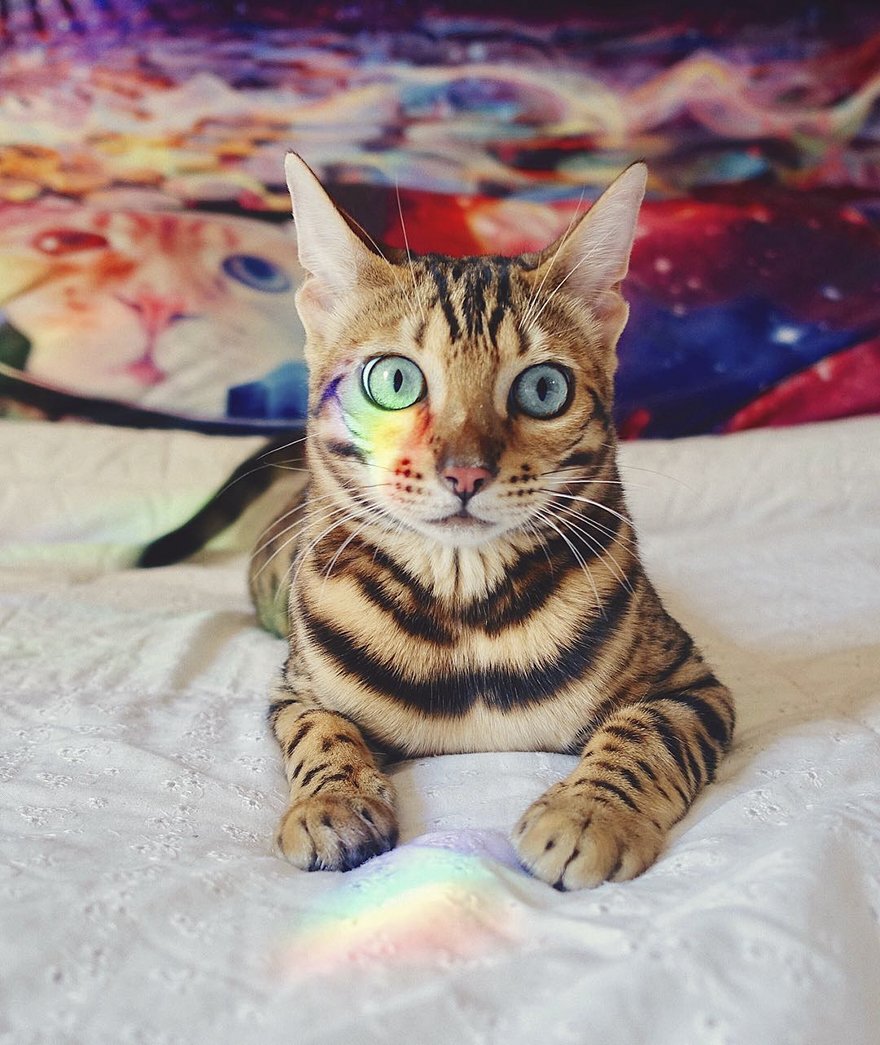 Бенгальская кошка