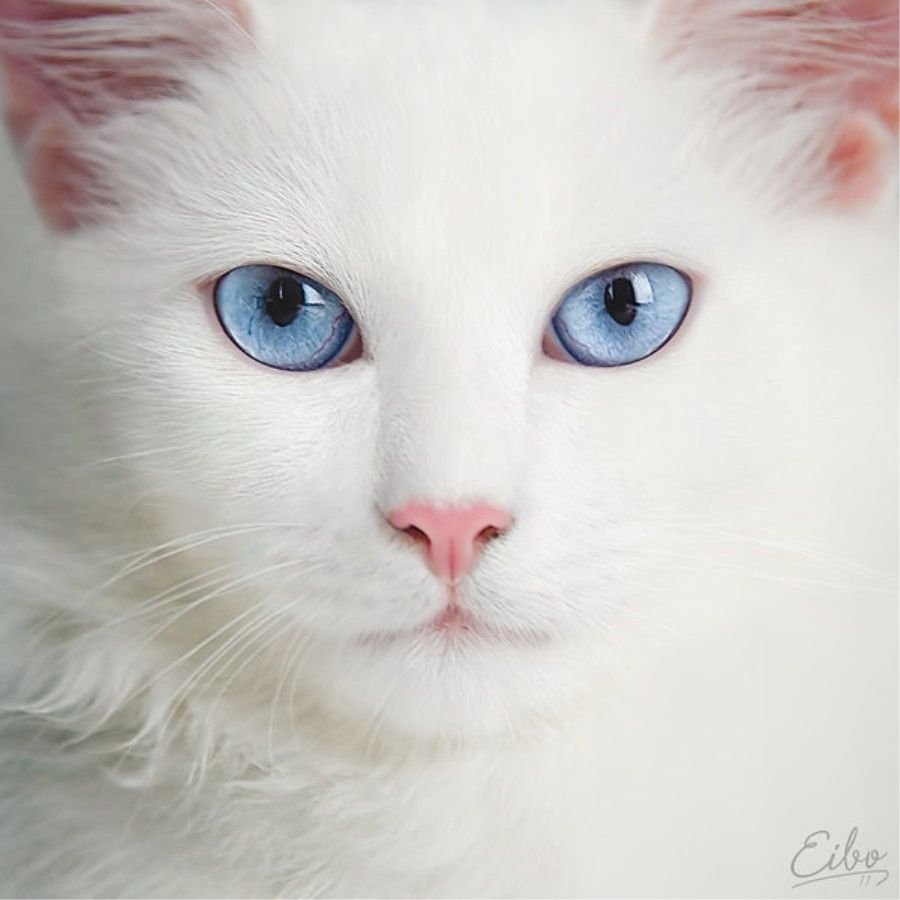 Белая Британская шиншилла Коби