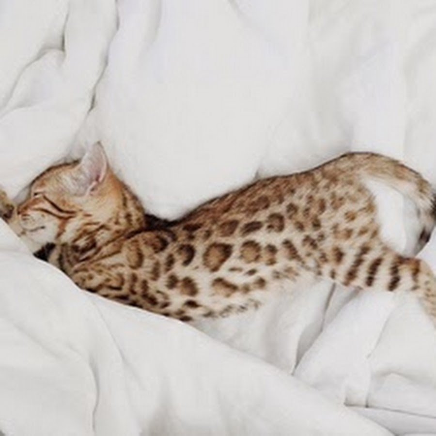 Ориентальная кошка белая с голубыми