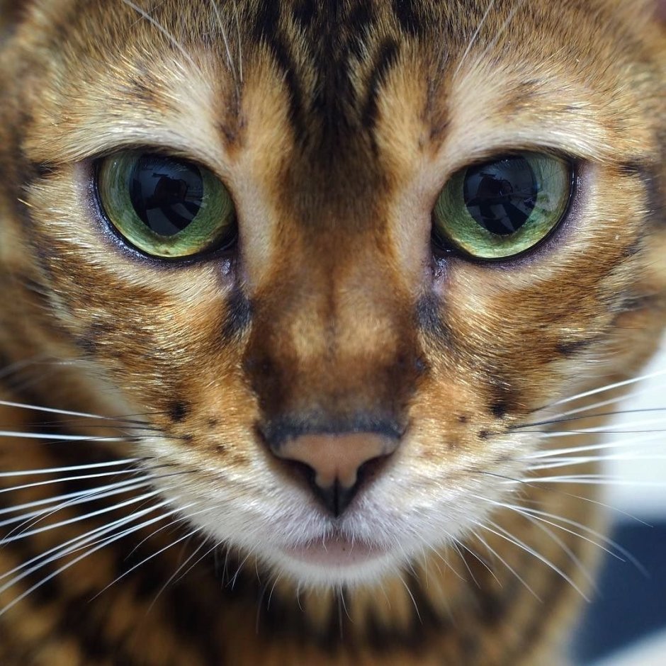 Глаза бенгала