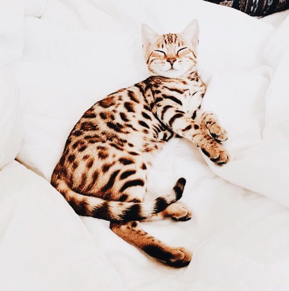 Бенгальская кошка мил