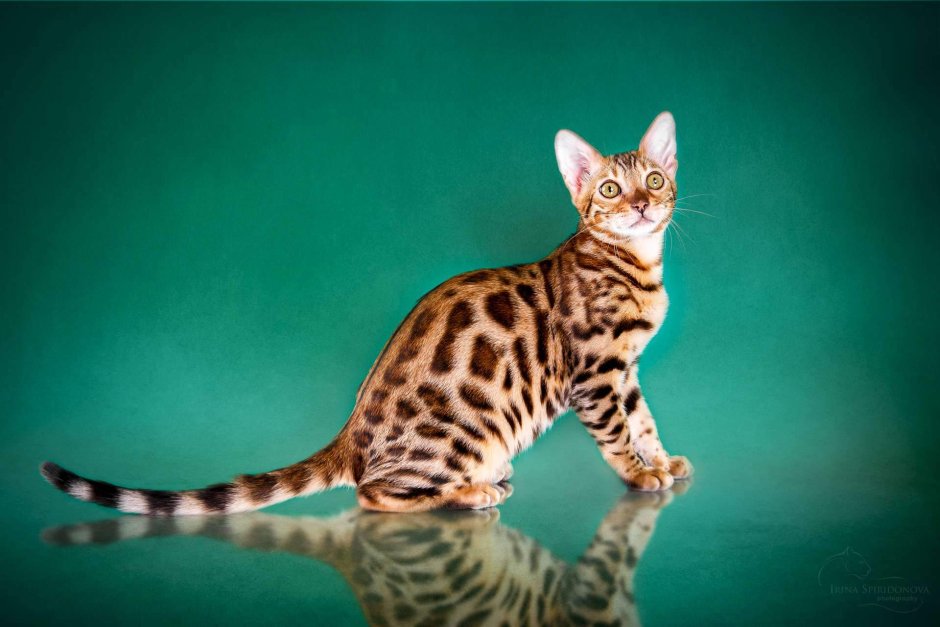 Бенгальская кошка тойгер