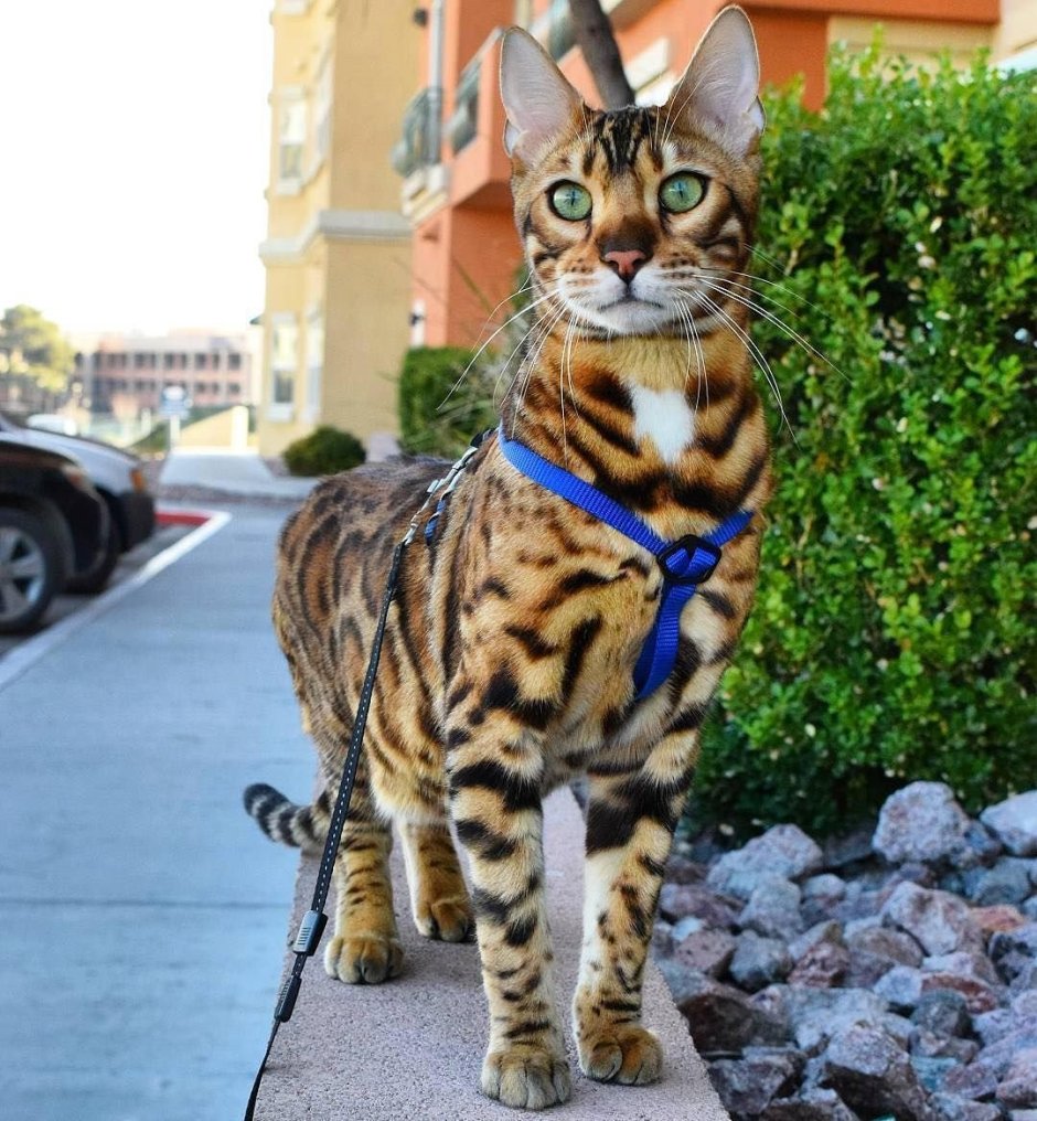 Микаэла и кошка