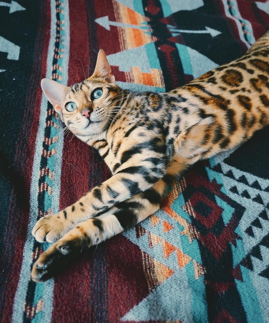 Бенгальская кошка домашняя