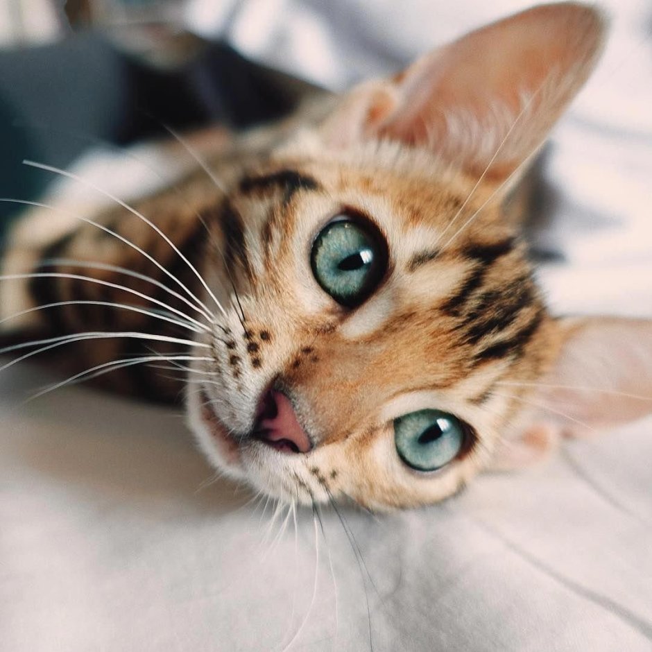 Бенгальский кот голубоглазый