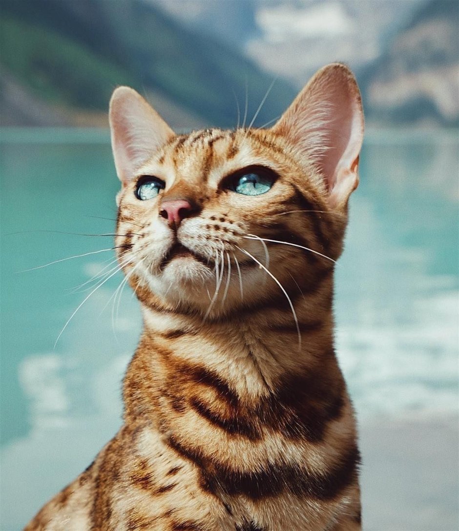 California Shining Cat