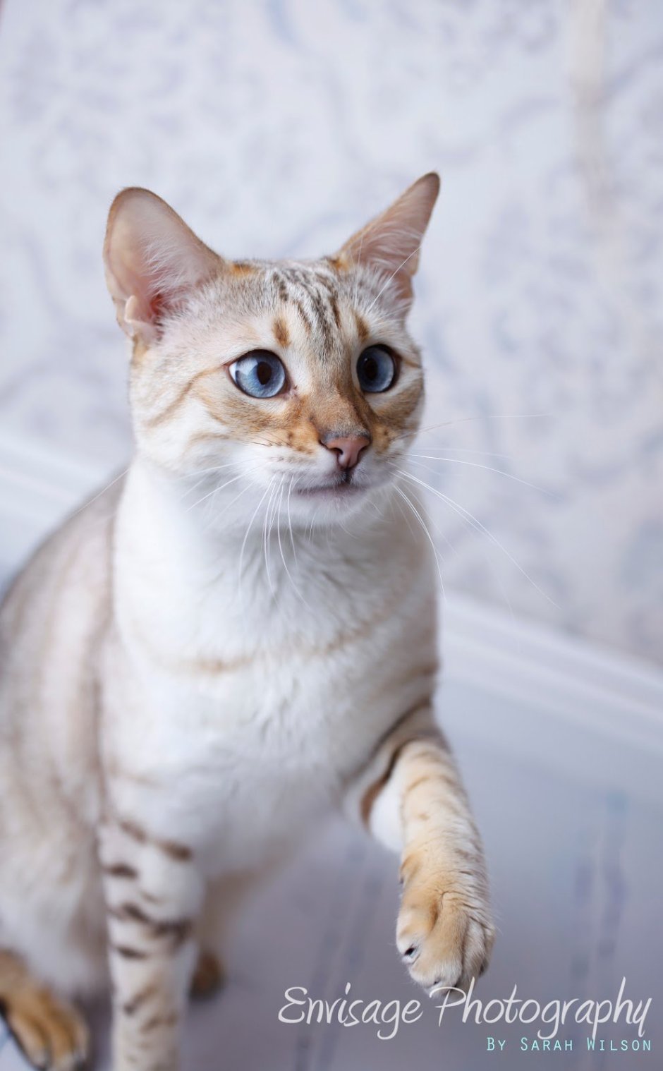 Бенгальский кот Сноу