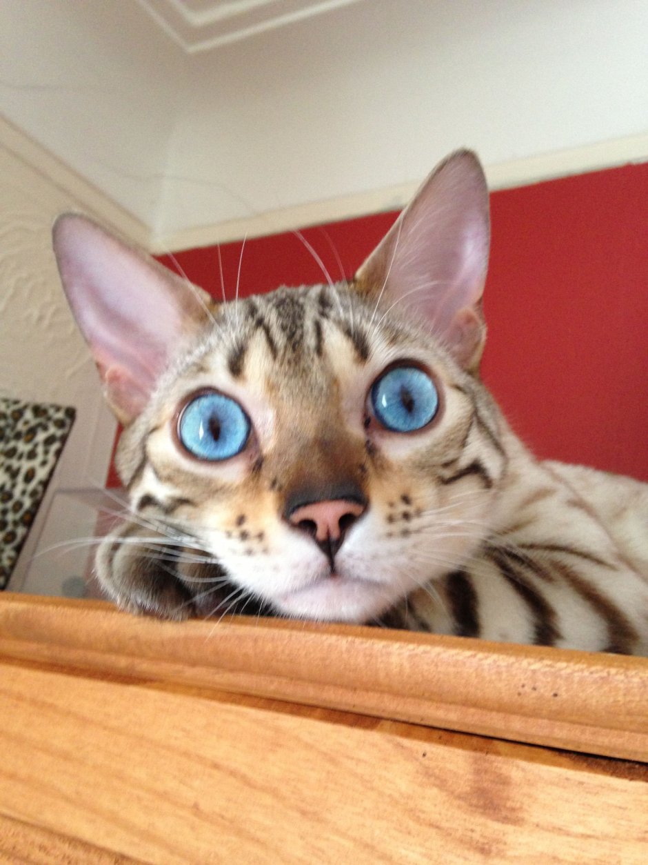 Бенгал с голубыми глазами