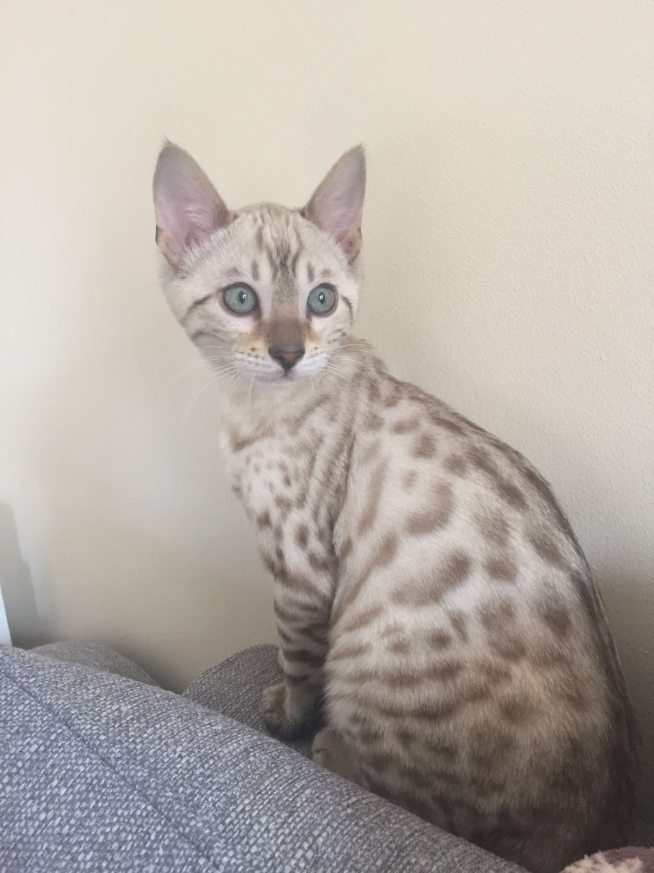 Бенгальская кошка Линкс